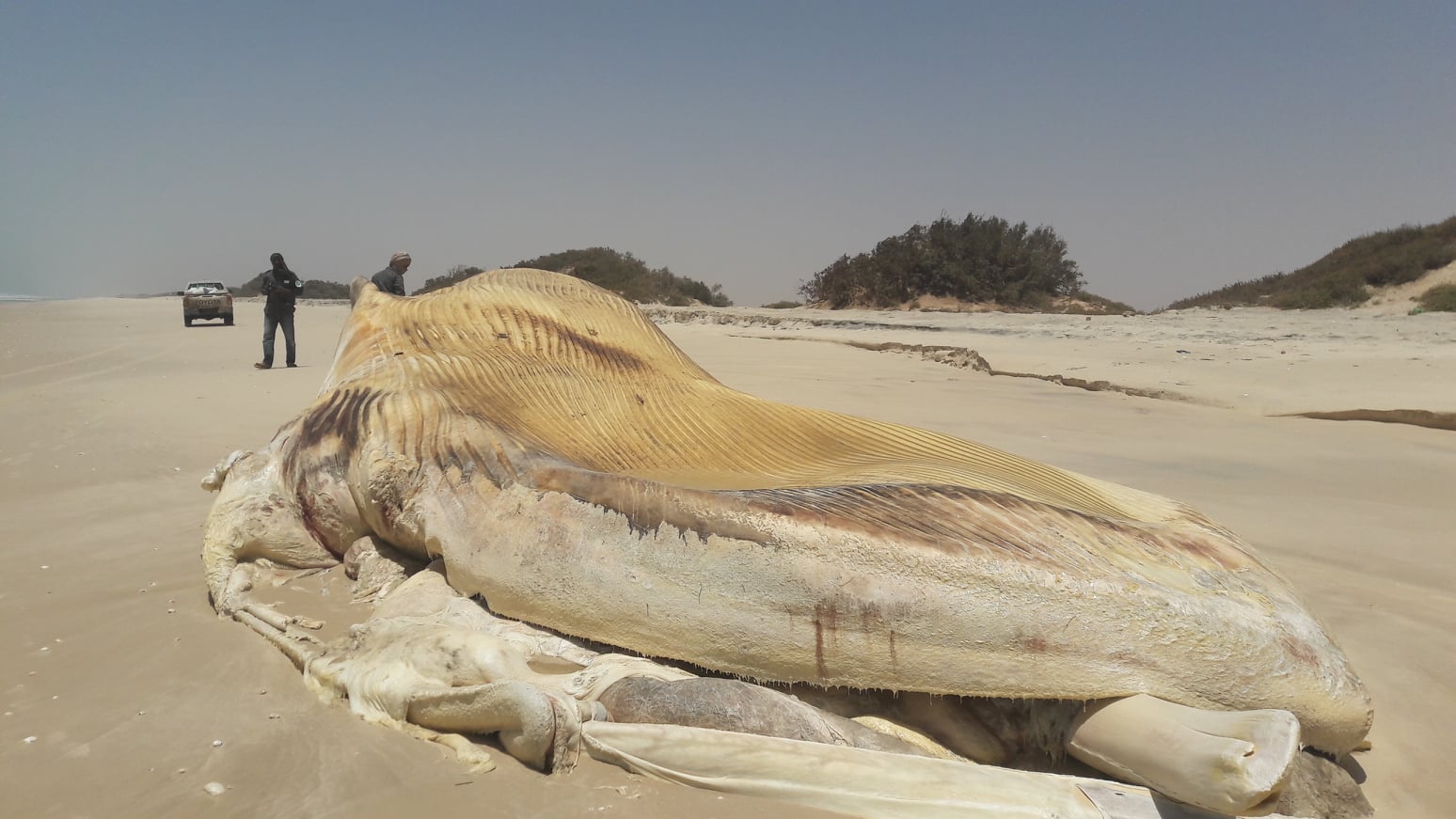 Enquête pour déterminer les raisons d’échouage d’une baleine sur les côtes