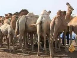 Le MDR annonce l'apparition de cas de pasteurellose cameline 