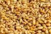 Mauritanie : interdiction officielle de la réexportation de blé à l'étranger
