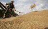 Le blé revient à son prix d'avant l'invasion russe de l'Ukraine