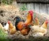 Mort mystérieuse de poules pondeuses dans un élevage à Nouakchott.