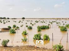 المصدر: أرشيف الصحراء