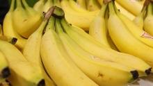 تناول الموز بعد التمرين الرياضي يساعد في تسريع الشفاء العضلي