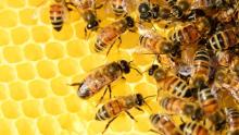 فوائد العسل متعددة (بيكسابي)
