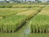 مزارع الأرز في روصو / (انترنت)